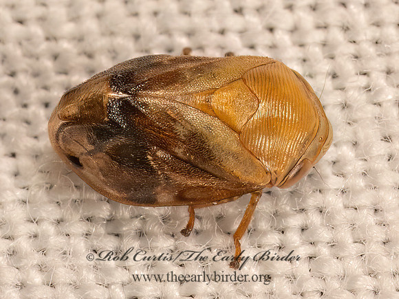 Clastoptera achatina  PECAN SPITTLEBUG 9083212z