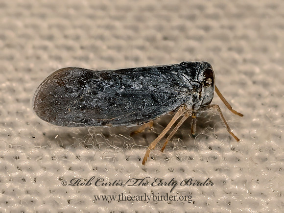 Cedusa  DERBID PLANTHOPPER 9081599z