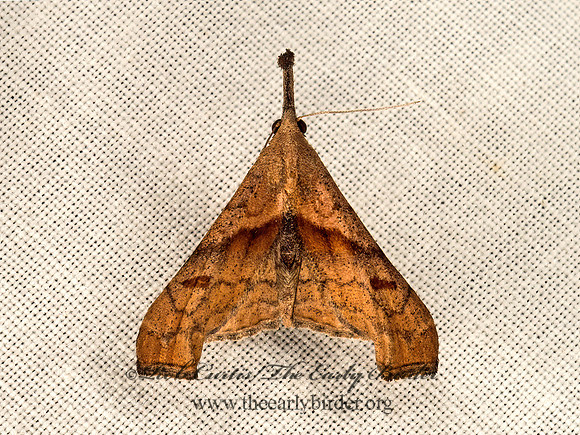 Palthis angularis  DARK-SPOTTED PALTHIS 9049843z