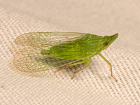 Rhynchomitra microrhina DICTYOPHARID PLANTHOPPER 9082041z