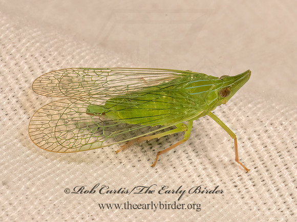 Rhynchomitra microrhina  DICTYOPHARID PLANTHOPPER 9082041z