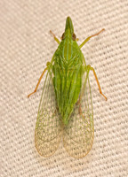 Rhynchomitra microrhina DICTYOPHARID PLANTHOPPER 9082044z