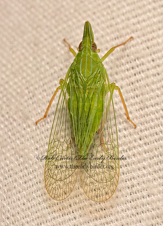 Rhynchomitra microrhina  DICTYOPHARID PLANTHOPPER 9082044z