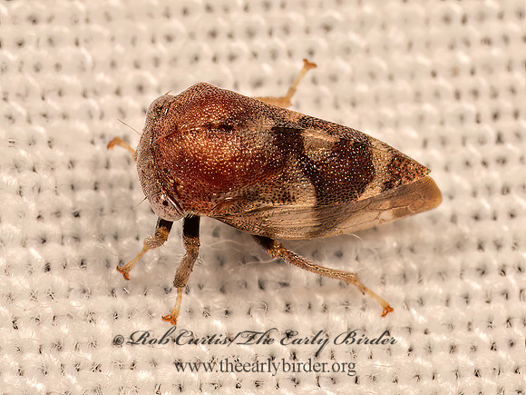 Cyrtolobus gramatanus  SMILINI TREEHOPPER 9083194z