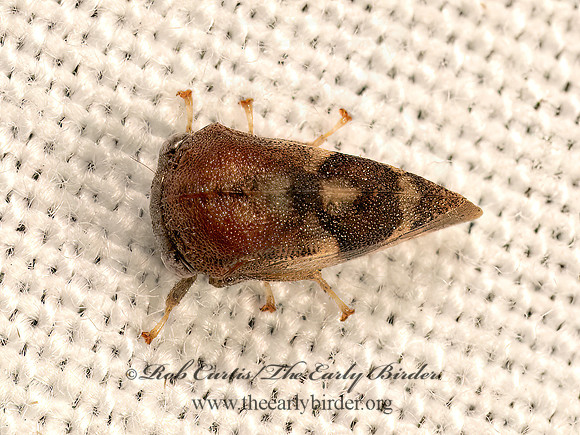 Cyrtolobus gramatanus  SMILINI TREEHOPPER 9083290z