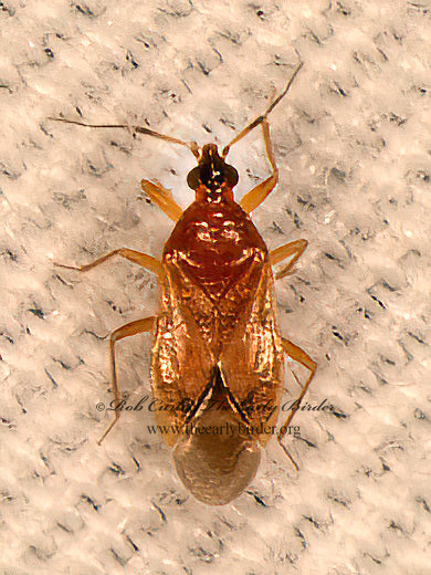Amphiareus obscuriceps  MINUTE PIRATE BUG 9083786z