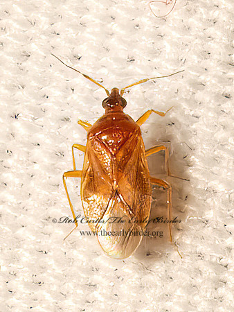 Amphiareus obscuriceps  MINUTE PIRATE BUG 9082296z