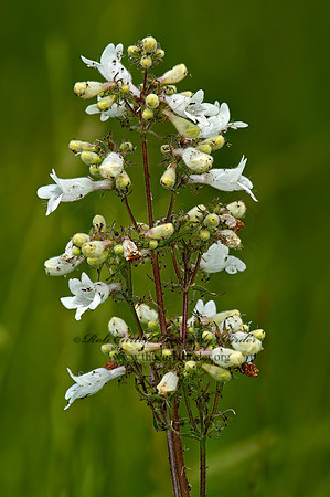 Penstemon digitalis  FOXGLOVE PENSTEMON 5008575z