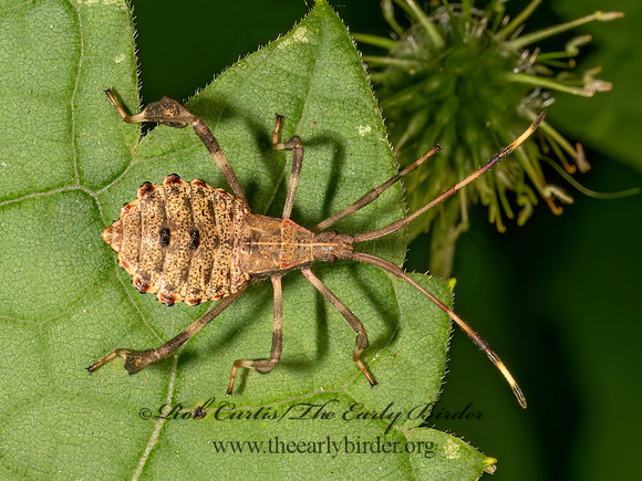 Acanthocephala terminalis  LEAF-FOOTED BUG 9081173z