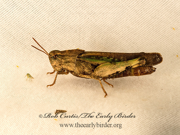 Chortophaga viridifasciata  NORTHERN GREEN STRIPED GRASSHOPPER 9051293z