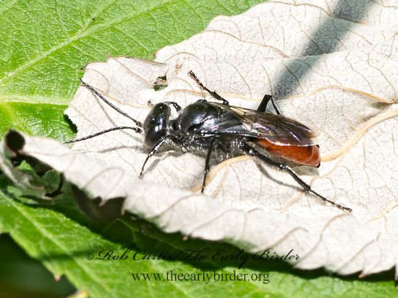 Astata bicolor CRABRONID WASP 9081086z