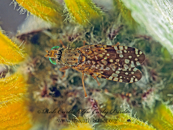 Neotephritis finalis FRUIT FLY 178916z
