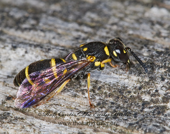 Parancistrocerus pedestris 6007226z