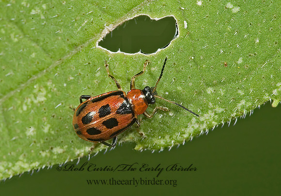 Cerotoma trifurcata 5013848z