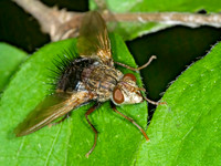 Archytas analis complex TACHINID FLY 6008288z
