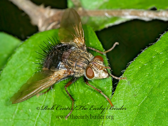 Archytas analis complex  TACHINID FLY 6008288z