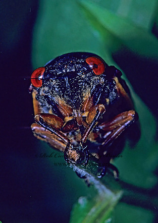 Magicicada septendecim  17-YEAR CICADA 41107z