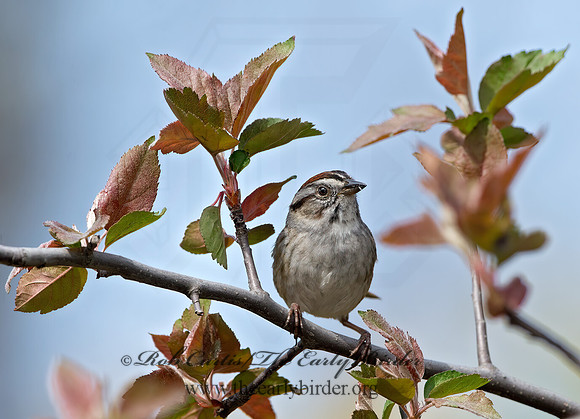 Melospiza georgiana  SWAMP SPARROW 9042975z
