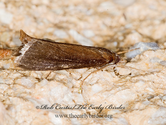 Carectocultus perstrialis REED-BORING CRAMBID MOTH 7003525z