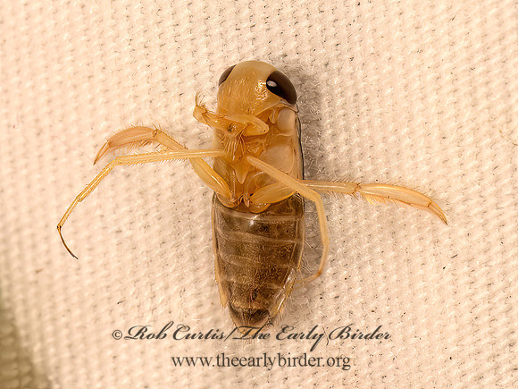 Corisella edulis  WATER BOATMAN 9083993z