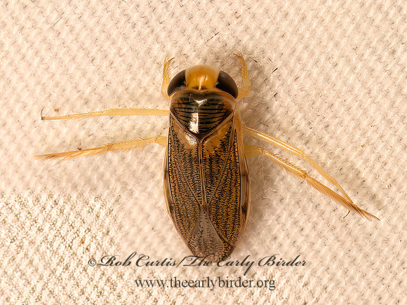 Corisella edulis  WATER BOATMAN 9083994z