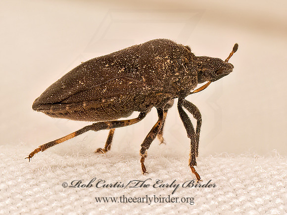 Amaurochrous cinctipes  TURTLEBUG 9083656z