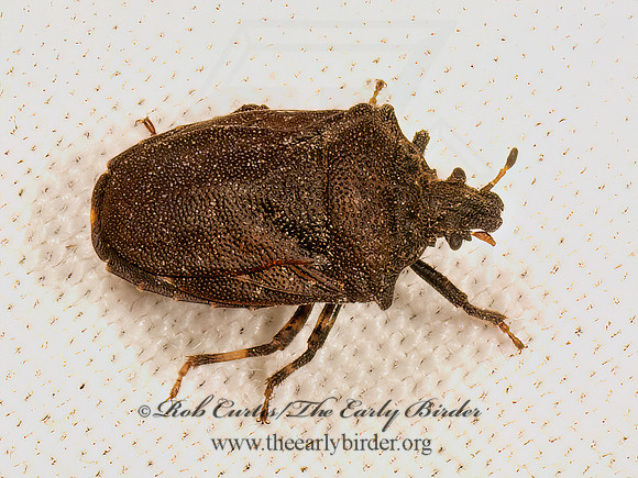 Amaurochrous cinctipes  TURTLEBUG 9083660z
