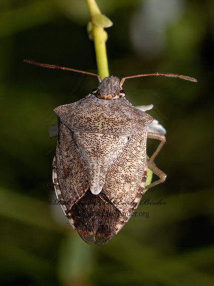 Euschistus servus   CAPRICORINI STINKBUG 9082698z