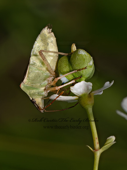Euschistus servus   CAPRICORINI STINKBUG 9082699z