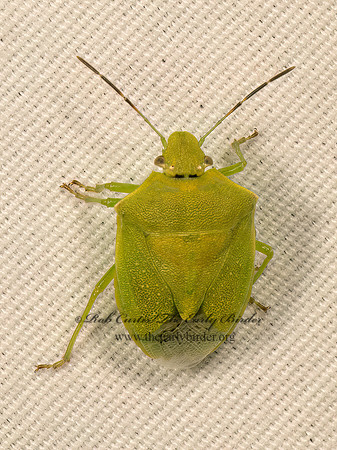 Thyanta custator accerra  RED-SHOULDERED STINKBUG 9083666z