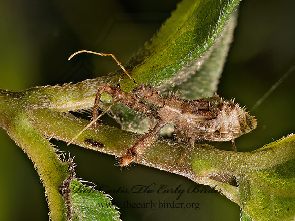 Sinea  HARPACTOCORINI ASSASSIN BUG 9082003z