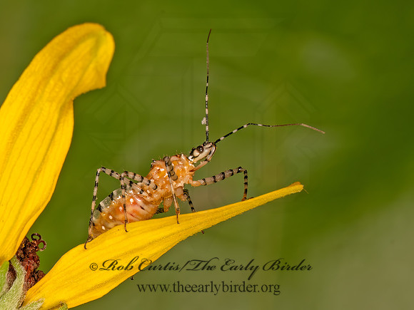 Pselliopus cinctus  RINGED ASSASSIN BUG 9082029z