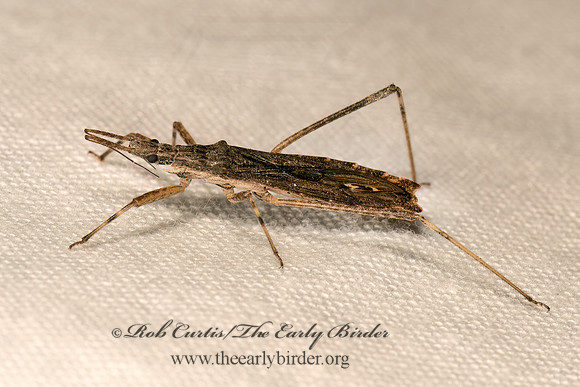 Pygolampis pectoralis  STENOPODAINAE ASSASSIN BUG 9083096z
