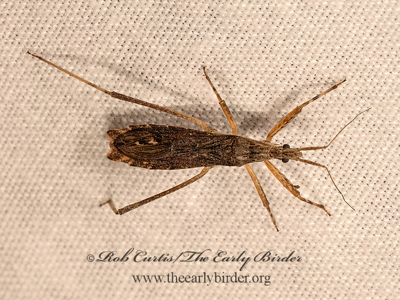 Pygolampis pectoralis  STENOPODAINAE ASSASSIN BUG 9083095z