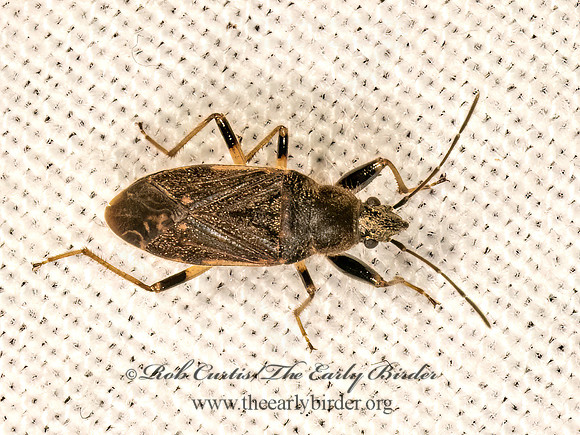 Perigenes constrictus  DIRT-COLORED SEED BUG 9083394z