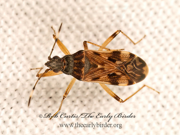 Ozophora picturata  DIRT-COLORED SEED BUG 9083255z
