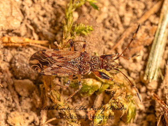 Neopamera albocincta  DIRT-COLORED SEED BUG 9082322z