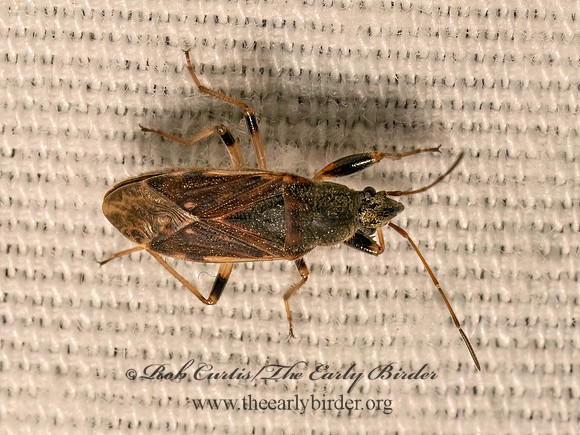 Perigenes constrictus  DIRT-COLORED SEED BUG 9082049z