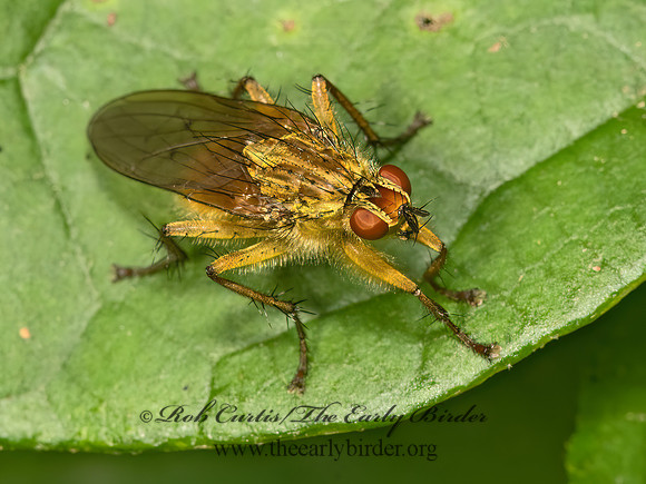 Scathophaga stercoraria  GOLDEN DUNG FLY 3021810z