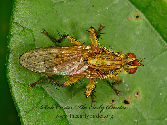 Scathophaga stercoraria  GOLDEN DUNG FLY 3021812z