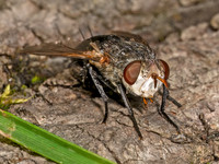 Archytas analis complex TACHINID FLY 9079344z