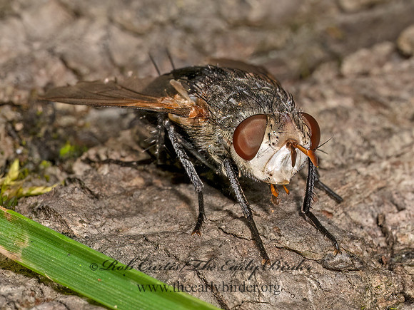 Archytas analis complex  TACHINID FLY 9079344z