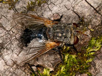 Archytas analis complex TACHINID FLY 9079342z