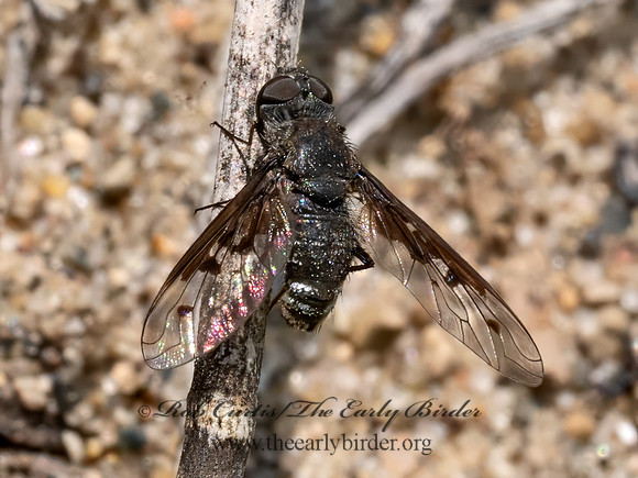 Anthrax albofasciatus  ANTHRACINAE BEE FLY 9079820z