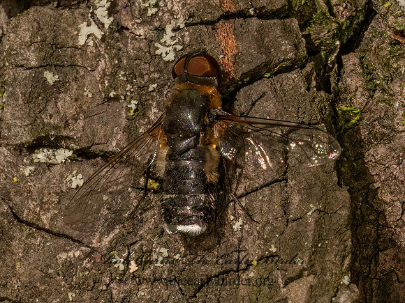 Villa  BEE FLY 9081066z