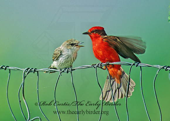 Pyrocephalus rubinus  VERMILION FLYCATCHER 72018Z