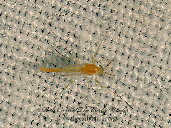 Pseudochironomus  PINK CHIRONOMINI MIDGE 9082767z