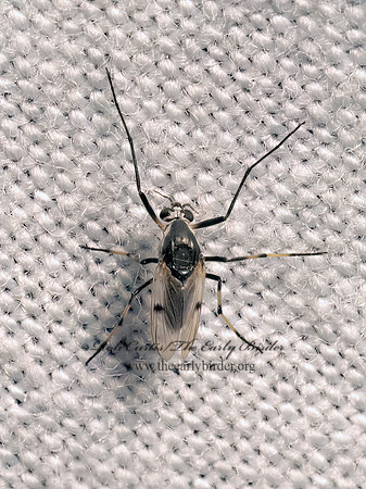 Coelotanypus scapularis  TANYPODINAE MIDGE 9082446z
