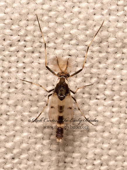 Coelotanypus scapularis  TANYPODINAE MIDGE 9082339z