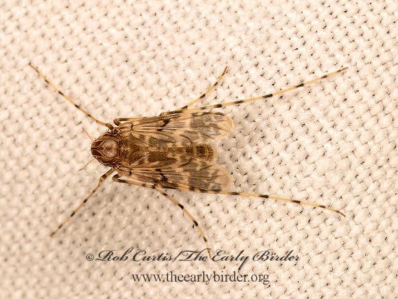 Ablabesmyia annulata  TANYPODINAE MIDGE 9083670z